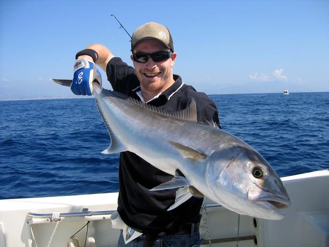 30 lbs french amberjack